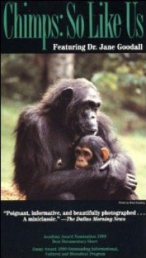 «Шимпанзе: Такие же как мы»