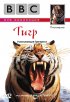 Постер «BBC: Тигр»