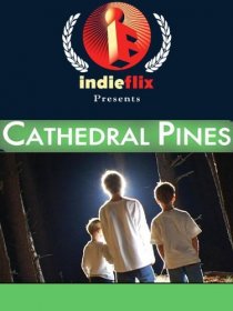 «Cathedral Pines»