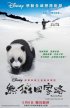 Постер «След панды»