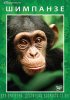 Постер «Шимпанзе»