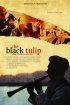 Постер «Черный тюльпан»