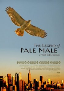 «The Legend of Pale Male»