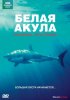 Постер «BBC: Белая акула. Кровавый треугольник»