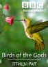 Постер «Птицы рая»