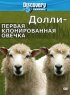 Постер «Discovery: Долли – первая клонированная овечка»