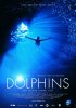 Постер «Дельфины»