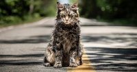 Первые отзывы на ремейк «Кладбища домашних животных»: Одна из лучших экранизаций Кинга?