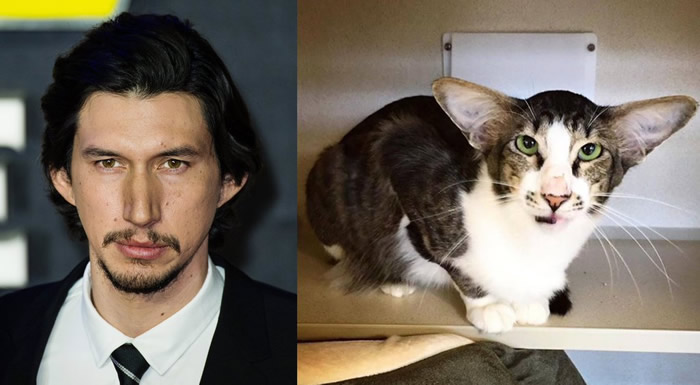 Фотография кота с лицом Драйвера