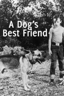 «A Dog's Best Friend»