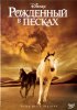 Постер «Рожденный в песках»