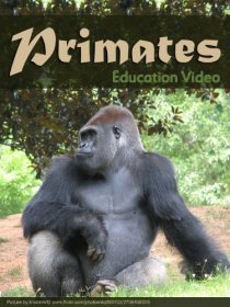 «Primats»