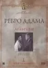 Постер «Ребро Адама»