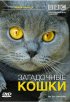 Постер «BBC: Загадочные кошки»