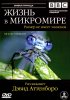 Постер «BBC: Жизнь в микромире»
