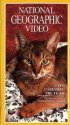 Постер «Кошки: Ласковые тигры»