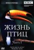 Постер «BBC: Жизнь птиц»
