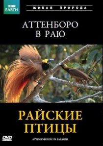 «BBC: Райские птицы»