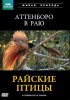 Постер «BBC: Райские птицы»