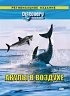 Постер «Discovery: Акулы в воздухе»