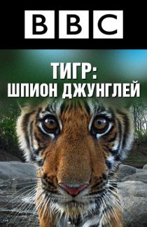 «BBC: Тигр – Шпион джунглей»