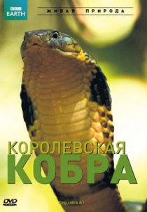 «BBC: Королевская кобра»