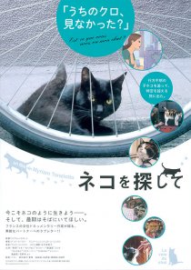 «La voie du chat»