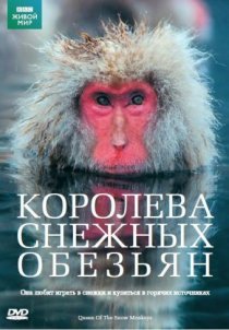 «Королева снежных обезьян»