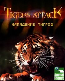«Нападение тигров»