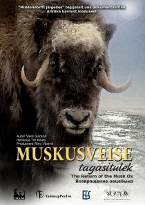 «Возвращение овцебыка»