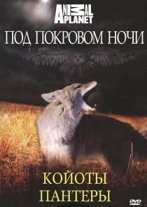 «Под покровом ночи»