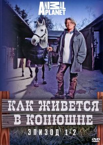 «Как живется в конюшне»