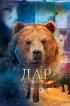 Постер «Дар»