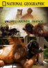 Постер «National Geographic: Странная дружба»