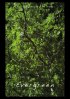 Постер «Evergreen»