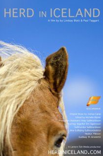 «Herd in Iceland»