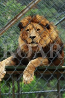 «Roar»
