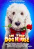 Постер «In the Dog House»
