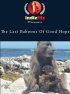 Постер «The Last Baboons of Good Hope»