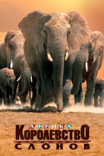 «Африка – королевство слонов»
