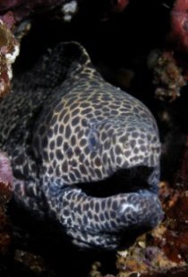 Фотография «Honey Comb»