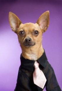 Фотография «Eli the Chihuahua»