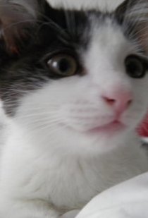 Фотография «Sophia The Cat»