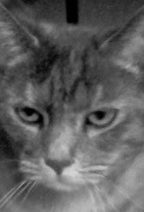 Фотография «Lizzie the Cat»