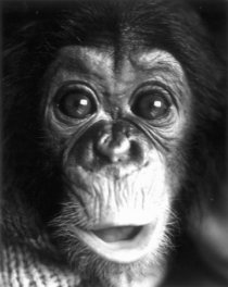 Фотография «Nim Chimpsky»