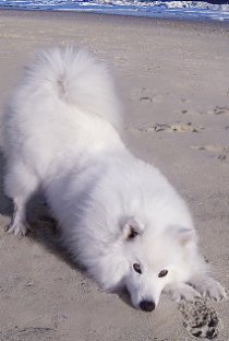 Фотография «Atka the Amazing Eskie»