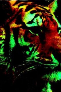 Фотография «MacroTiger»