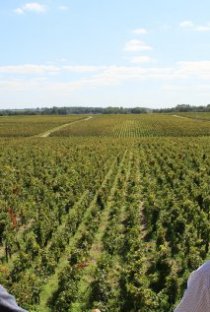 Фотография «The Vines»