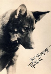 Фотография «Рин Тин Тин»