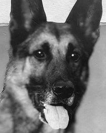 Фотография «Strongheart the Dog»